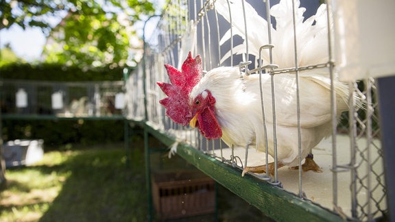 Ein weißer Hahn mit rotem Kamm schaut aus seinem Käfig heraus.