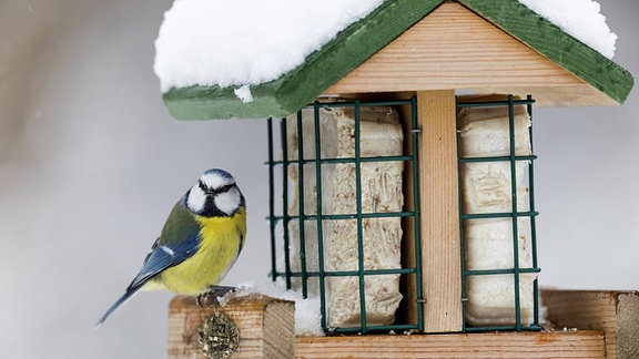 Eine Blaumeise sitzt im Winter an einem Vogelhäuschen