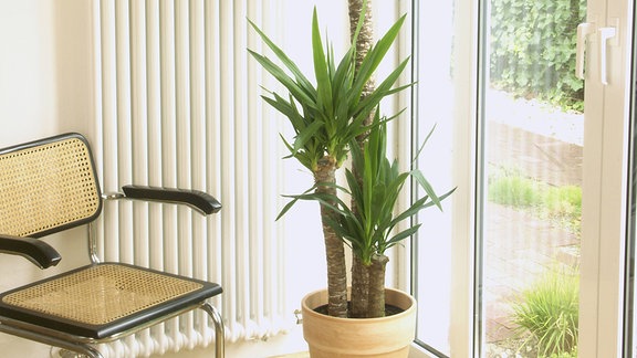 Pflanze (Yuccapalme)